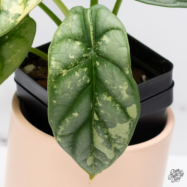 Alocasia 'Silver Dragon' Albo Variegated (wk37-P) *Corming Size*