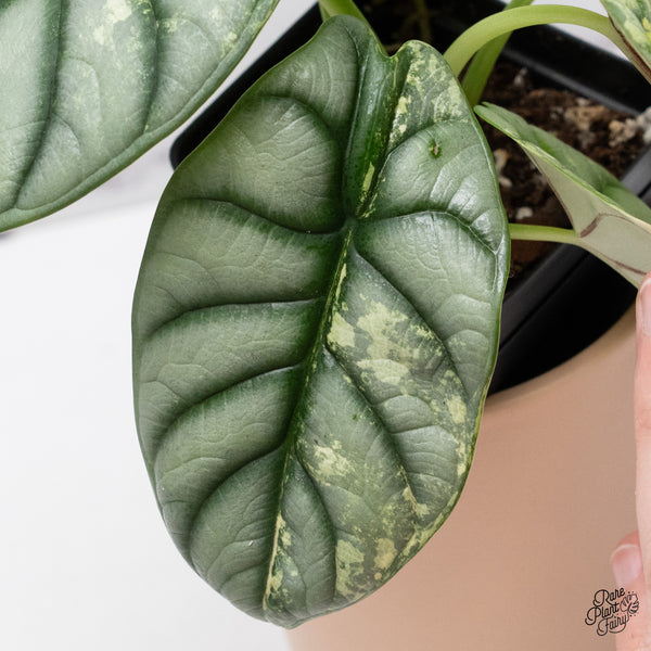 Alocasia 'Silver Dragon' Albo Variegated (wk37-P) *Corming Size*
