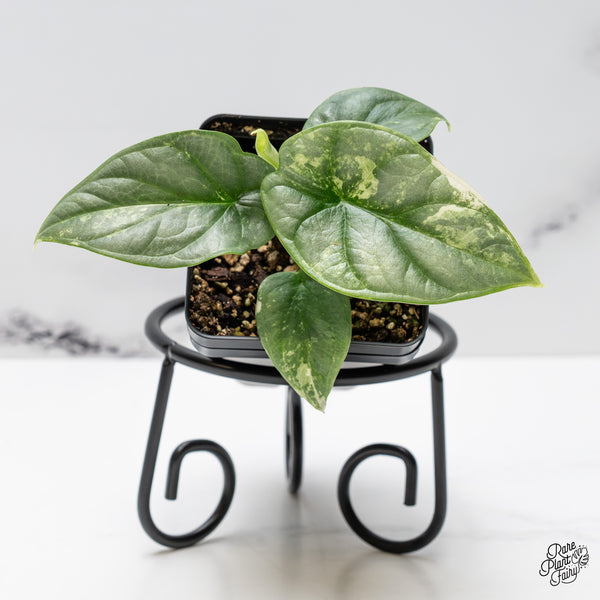 Alocasia 'Silver Dragon' Albo Variegated (wk46-L)