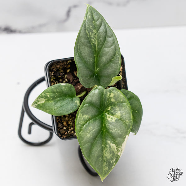 Alocasia 'Silver Dragon' Albo Variegated (wk46-L)