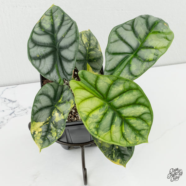 Alocasia 'Silver Dragon' Aurea Variegated (wk6-W) *Corming Size*