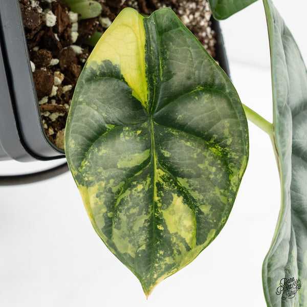 Alocasia 'Silver Dragon' Aurea Variegated (wk6-W) *Corming Size*