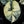 Alocasia 'Silver Dragon' albo variegated *Grower's Choice*