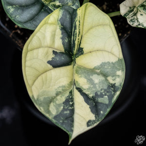 Alocasia 'Silver Dragon' albo variegated *Grower's Choice*