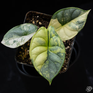 Alocasia 'Silver Dragon' albo variegated *Grower's Choice*