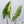 Alocasia 'Simpo' Albo Variegated (wk35-O) *Corming Size*