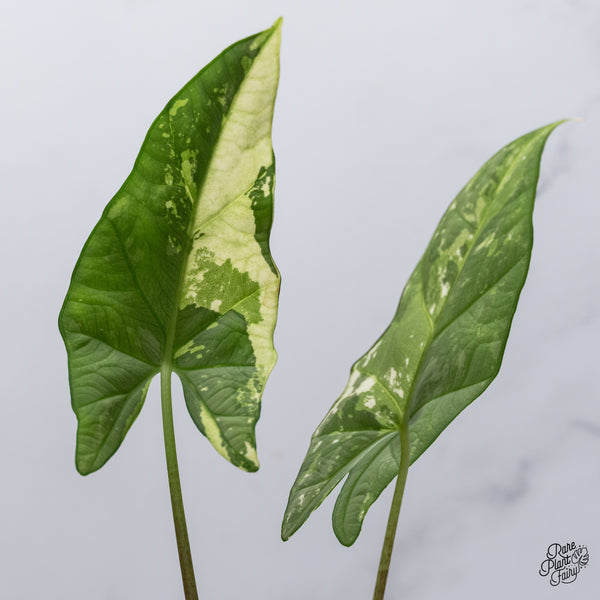 Alocasia 'Simpo' Albo Variegated (wk35-O) *Corming Size*
