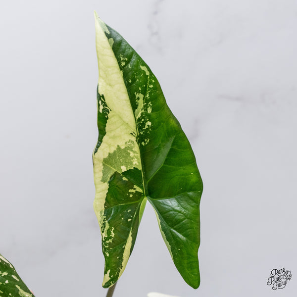 Alocasia 'Simpo' Albo Variegated (wk35-O) *Corming Size*
