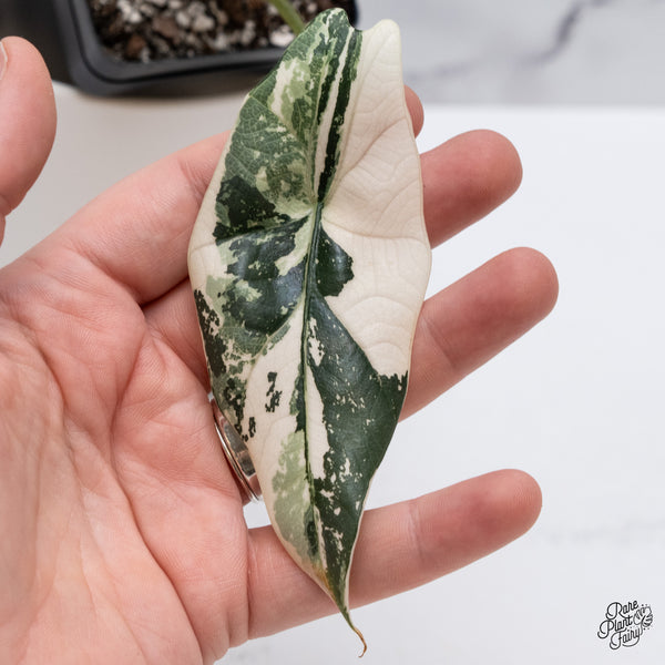 Alocasia 'Simpo' Albo Variegated (wk35-O) *Corming Size*