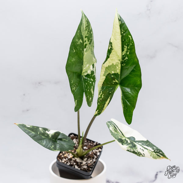 Alocasia 'Simpo' Albo Variegated (wk35-O) *Corming Size*