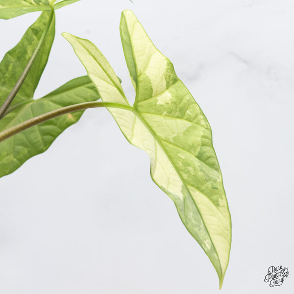 Alocasia 'Simpo' Albo Variegated (wk37-Q) *Corming Size*