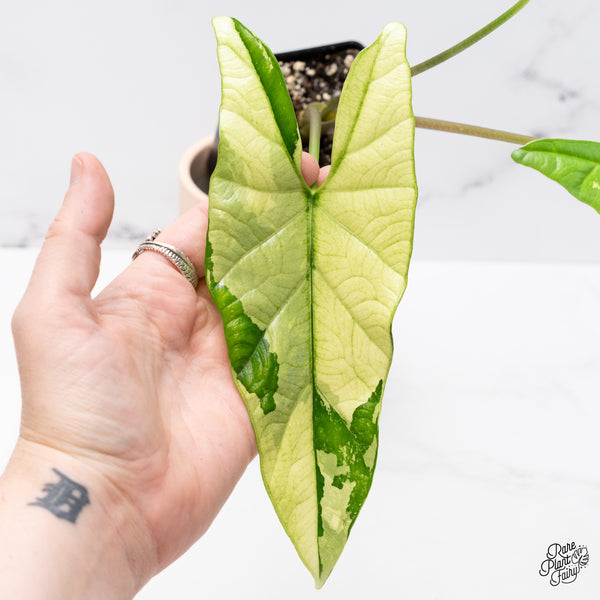 Alocasia 'Simpo' Albo Variegated (wk37-Q) *Corming Size*