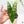 Alocasia 'Simpo' Albo Variegated (wk37-Q) *Corming Size*