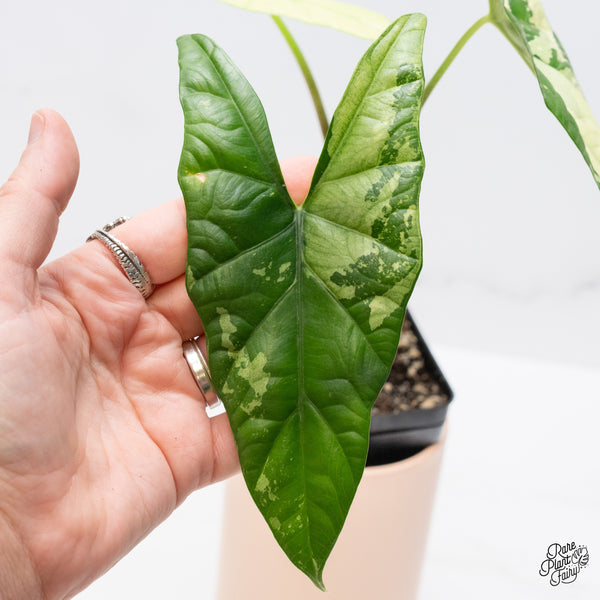 Alocasia 'Simpo' Albo Variegated (wk37-Q) *Corming Size*