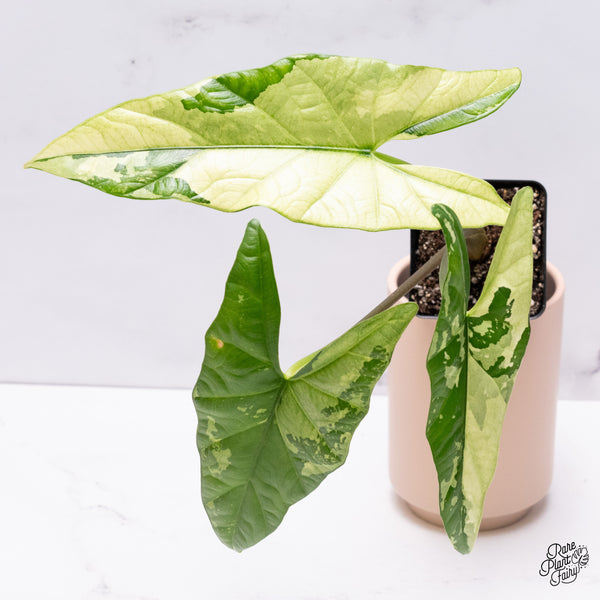 Alocasia 'Simpo' Albo Variegated (wk37-Q) *Corming Size*