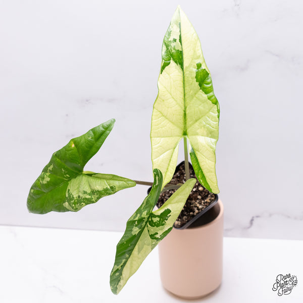 Alocasia 'Simpo' Albo Variegated (wk37-Q) *Corming Size*