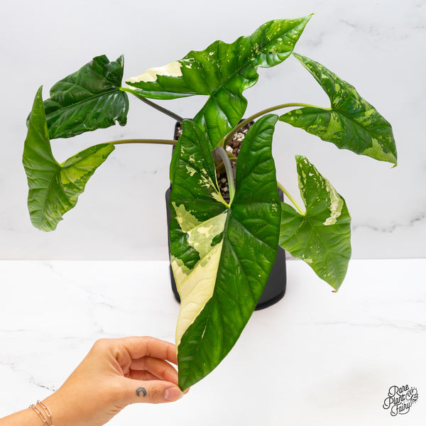 Alocasia 'Simpo' Albo Variegated (wk45-R) *Corming Size*