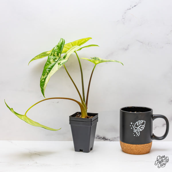 Alocasia 'Simpo' Albo Variegated (wk46-V) *Corming Size*