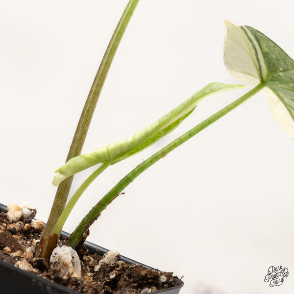 Alocasia 'Simpo' Albo Variegated (wk47-Q)