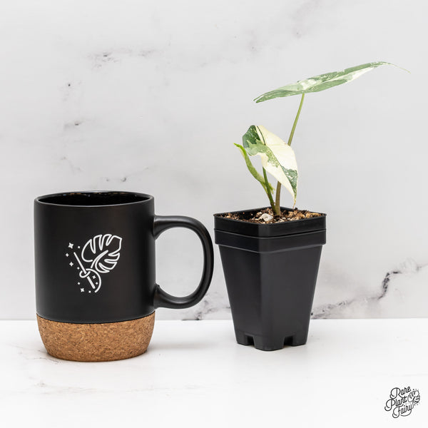 Alocasia 'Simpo' Albo Variegated (wk47-Q)