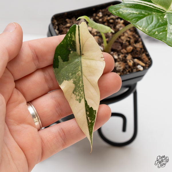 Alocasia 'Simpo' Albo Variegated (wk47-Q)