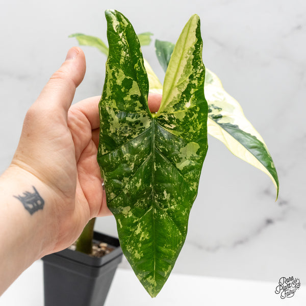 Alocasia 'Simpo' Albo Variegated (wk48-H) *Corming Size*
