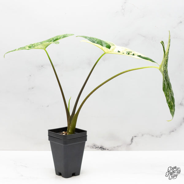 Alocasia 'Simpo' Albo Variegated (wk48-H) *Corming Size*
