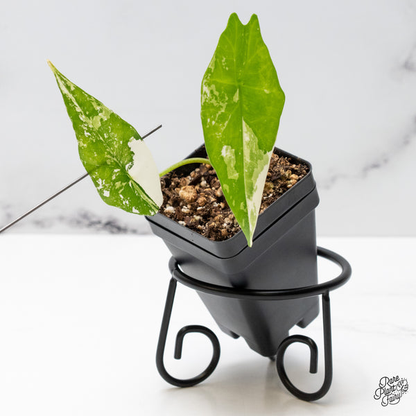 Alocasia 'Simpo' Albo Variegated (wk48-I)