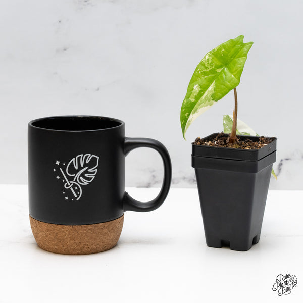 Alocasia 'Simpo' Albo Variegated (wk48-I)