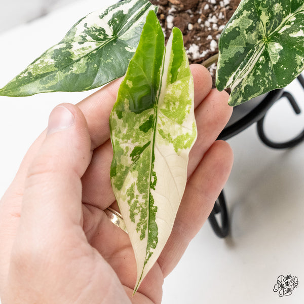 Alocasia 'Simpo' Albo Variegated (wk51-N)
