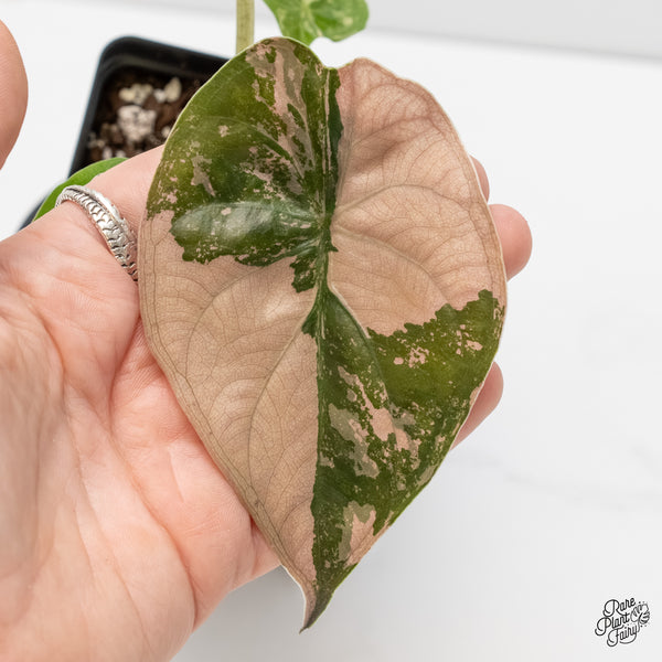 Alocasia 'Uhinkii' Albo/Pink Variegated (Previously Alocasia Wentii) (wk6-K)