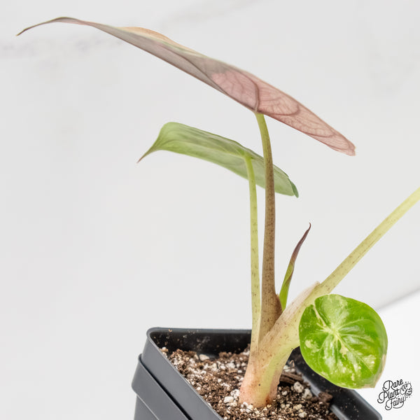 Alocasia 'Uhinkii' Albo/Pink Variegated (Previously Alocasia Wentii) (wk6-K)