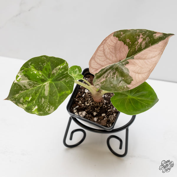 Alocasia 'Uhinkii' Albo/Pink Variegated (Previously Alocasia Wentii) (wk6-K)