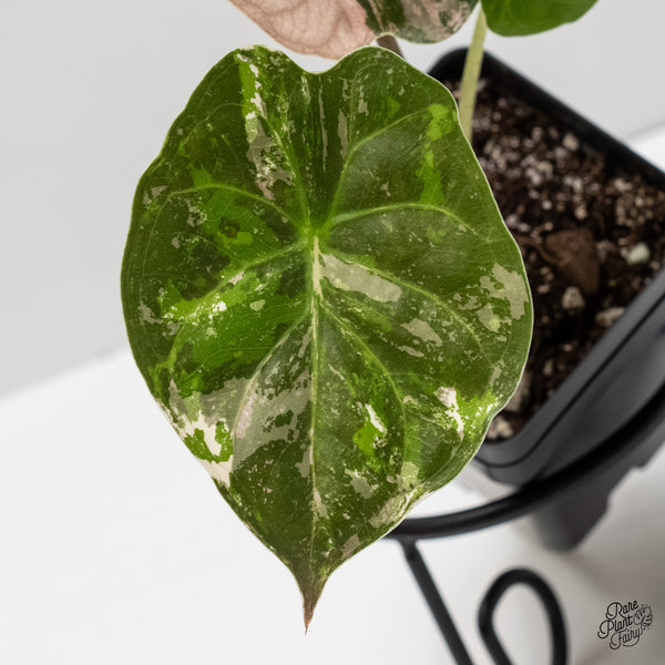Alocasia 'Uhinkii' Albo/Pink Variegated (Previously Alocasia Wentii) (wk6-K)