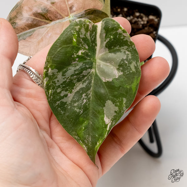 Alocasia 'Uhinkii' Albo/Pink Variegated (Previously Alocasia Wentii) (wk6-J)