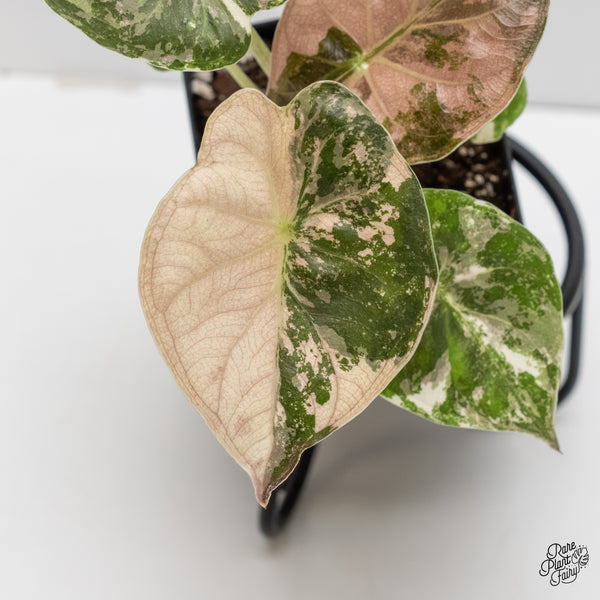 Alocasia 'Uhinkii' Albo/Pink Variegated (Previously Alocasia Wentii) (wk6-J)