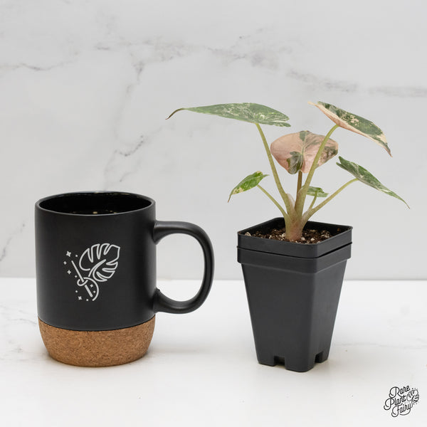 Alocasia 'Uhinkii' Albo/Pink Variegated (Previously Alocasia Wentii) (wk6-J)