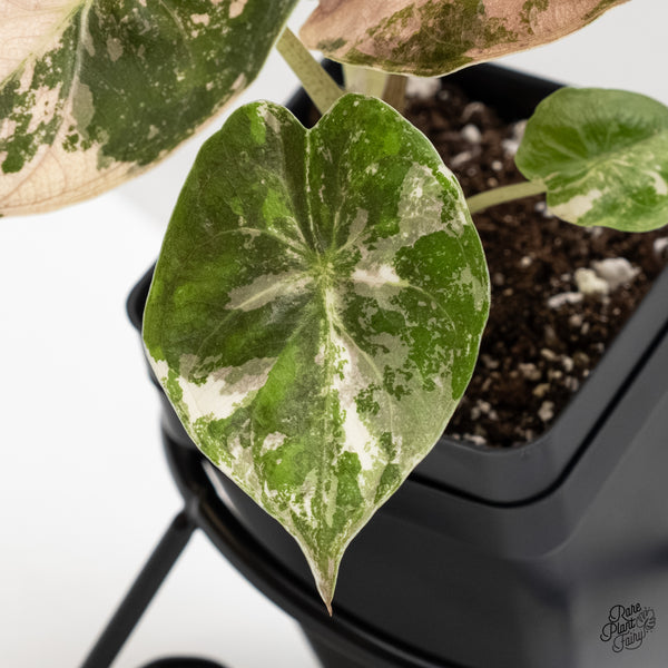 Alocasia 'Uhinkii' Albo/Pink Variegated (Previously Alocasia Wentii) (wk6-J)