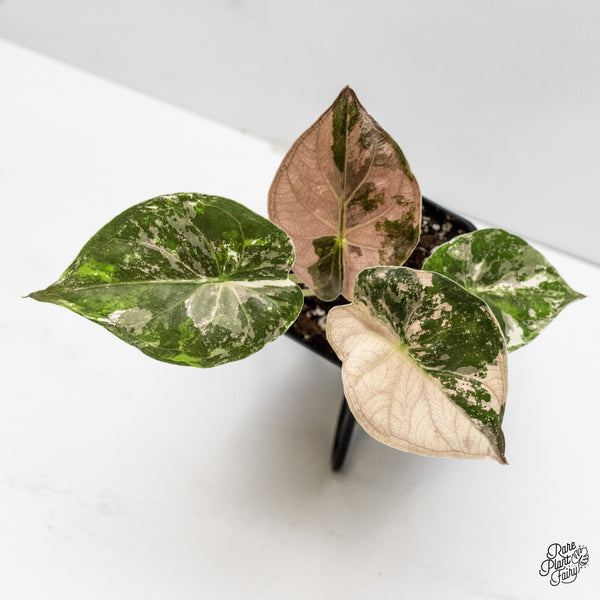 Alocasia 'Uhinkii' Albo/Pink Variegated (Previously Alocasia Wentii) (wk6-J)