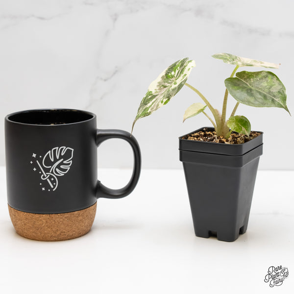 Alocasia 'Uhinkii' Albo/Pink Variegated (Previously Alocasia Wentii) (wk5-B)