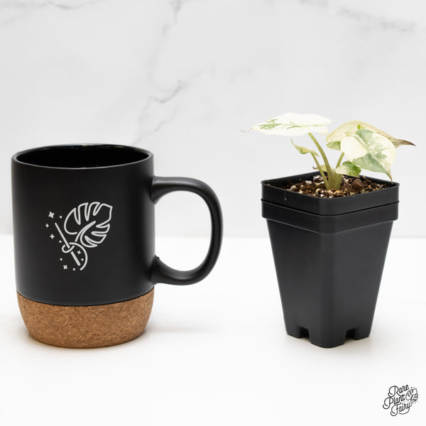 Alocasia 'Uhinkii' Albo/Pink Variegated (Previously Alocasia Wentii) (wk5-A)