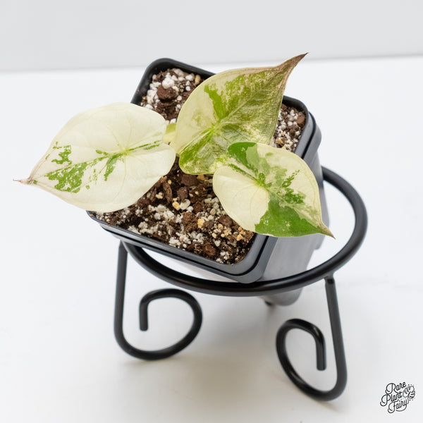 Alocasia 'Uhinkii' Albo/Pink Variegated (Previously Alocasia Wentii) (wk5-A)