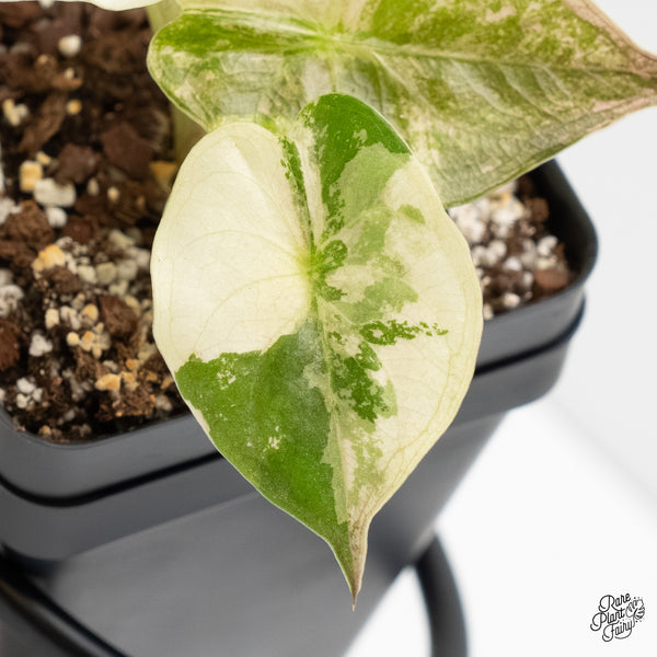 Alocasia 'Uhinkii' Albo/Pink Variegated (Previously Alocasia Wentii) (wk5-A)