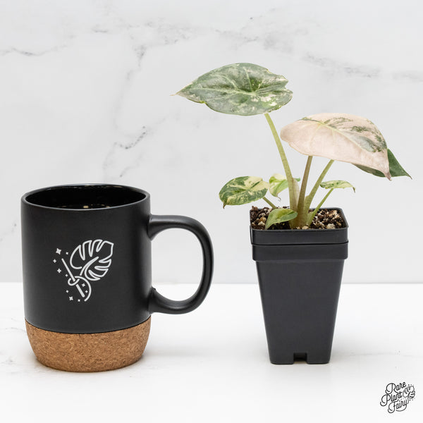 Alocasia 'Uhinkii' Albo/Pink Variegated (Previously Alocasia Wentii) (wk5-C)