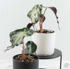 Alocasia 'Venom' *Grower's Choice*