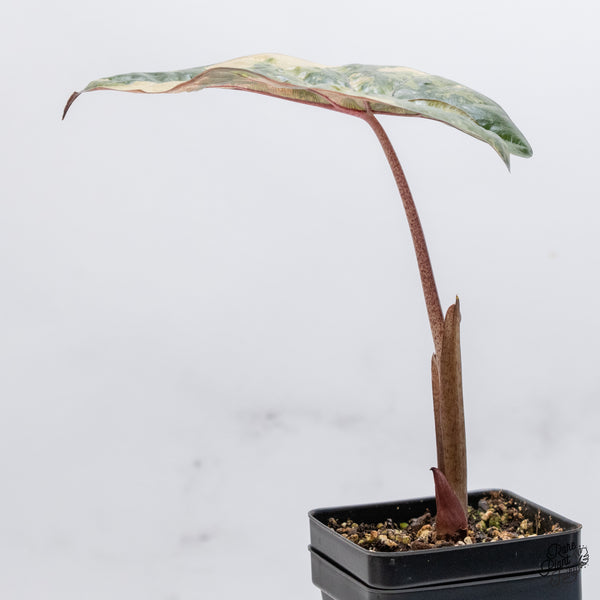 Alocasia 'Yucatan Princess' Variegated (wk36-H)