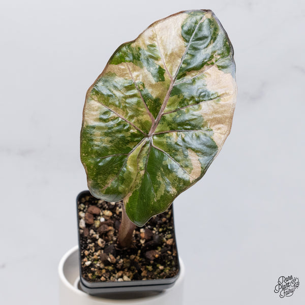 Alocasia 'Yucatan Princess' Variegated (wk36-H)