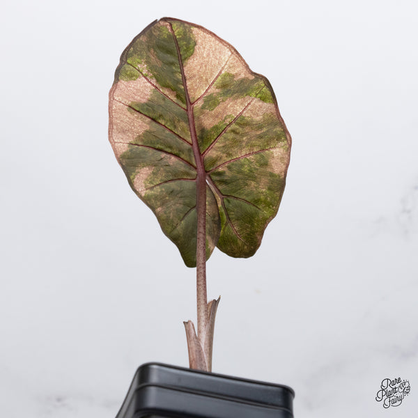 Alocasia 'Yucatan Princess' Variegated (wk36-H)