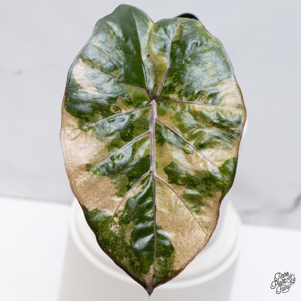 Alocasia 'Yucatan Princess' Variegated (wk36-H)