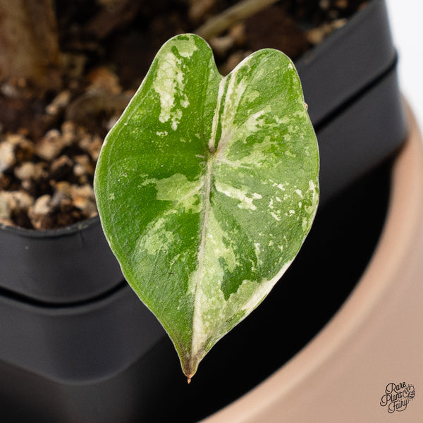 Alocasia 'Yucatan Princess' Variegated (wk37-E)